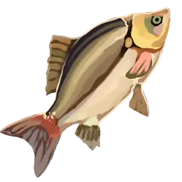 Carp