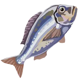 Tilapia