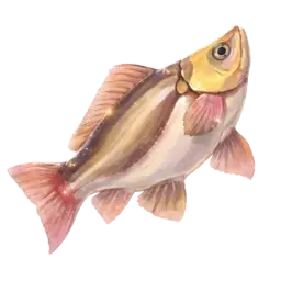 Dawn Trout